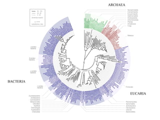 ARCHAEA
BACTERIA
EUCARIA
 
