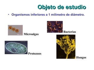 Objeto de estudioObjeto de estudio
• Organismos inferiores a 1 milímetro de diámetro.
Microalgas
Protozoos
Bacterias
Hongos
 
