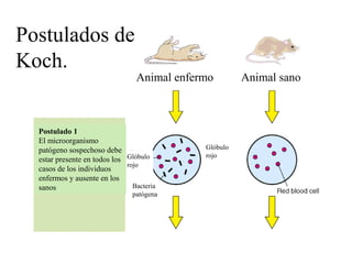 Bacteria
patógena
Glóbulo
rojo
Postulado 1
El microorganismo
patógeno sospechoso debe
estar presente en todos los
casos de los individuos
enfermos y ausente en los
sanos
Glóbulo
rojo
Animal enfermo Animal sano
Postulados de
Koch.
 