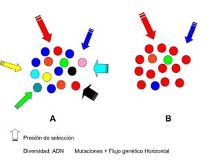 A B
Presión de selección
Diversidad: ADN Mutaciones + Flujo genético Horizontal
 