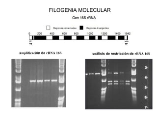 FILOGENIA MOLECULAR
Amplificación de rRNA 16S Análisis de restricción de rRNA 16S
 