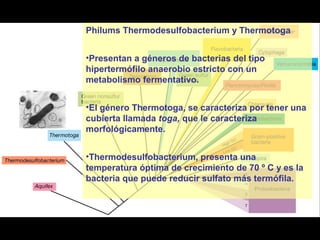 Philums Thermodesulfobacterium y Thermotoga
•Presentan a géneros de bacterias del tipo
hipertermófilo anaerobio estricto con un
metabolismo fermentativo.
•El género Thermotoga, se caracteriza por tener una
cubierta llamada toga, que le caracteriza
morfológicamente.
•Thermodesulfobacterium, presenta una
temperatura óptima de crecimiento de 70 º C y es la
bacteria que puede reducir sulfato más termófila.
 
