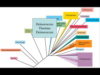 Deinococcos
Thermus
Deinococcus
 