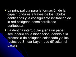 La principal vía para la formación de la capa híbrida es a través de los túbulos dentinarios y la consiguiente infiltración de la red colágena desmineralizada peritubular. La dentina intertubular juega un papel secundario en la hibridación, debido a la precensia de colágeno colapsado y a los restos de Smear Layer, que dificultan el pasaje. 