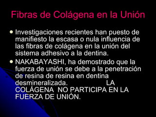 Fibras de Colágena en la Unión Investigaciones recientes han puesto de manifiesto la escasa o nula influencia de las fibras de colágena en la unión del sistema adhesivo a la dentina. NAKABAYASHI, ha demostrado que la fuerza de unión se debe a la penetración de resina de resina en dentina desmineralizada.  LA COLÁGENA  NO PARTICIPA EN LA FUERZA DE UNIÓN. 