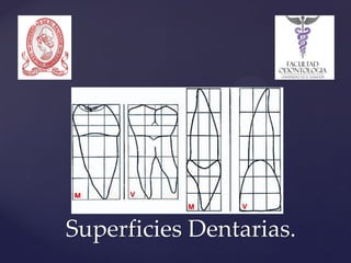 Superficies Dentarias.  