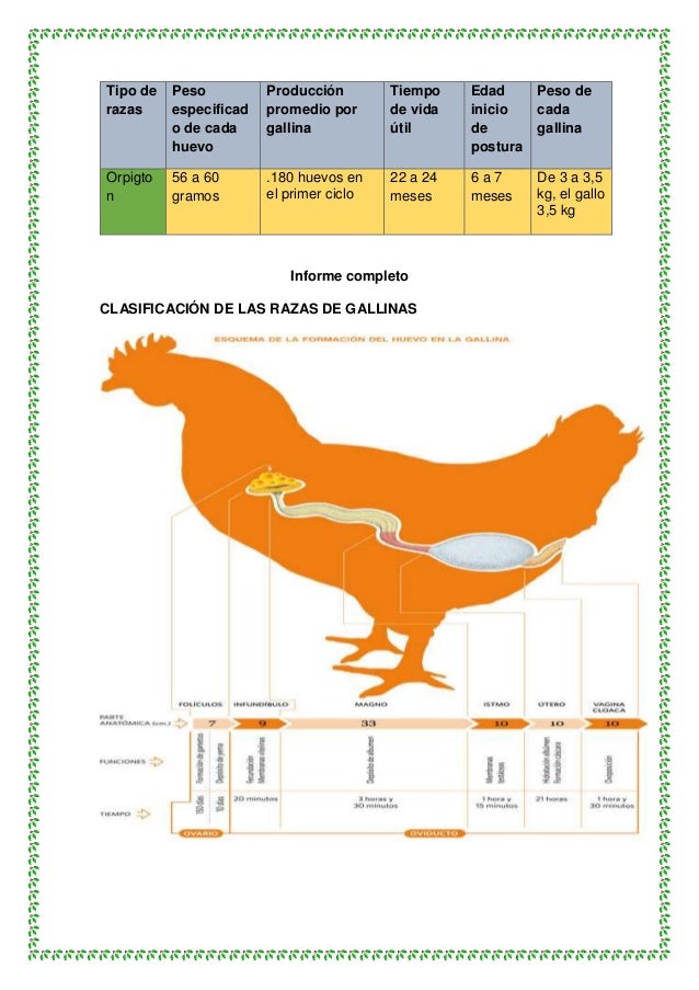 Clases y tipos de gallinas ponedoras de huevos