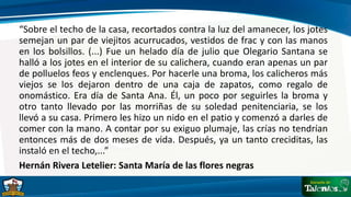 “Sobre el techo de la casa, recortados contra la luz del amanecer, los jotes
semejan un par de viejitos acurrucados, vestidos de frac y con las manos
en los bolsillos. (...) Fue un helado día de julio que Olegario Santana se
halló a los jotes en el interior de su calichera, cuando eran apenas un par
de polluelos feos y enclenques. Por hacerle una broma, los calicheros más
viejos se los dejaron dentro de una caja de zapatos, como regalo de
onomástico. Era día de Santa Ana. Él, un poco por seguirles la broma y
otro tanto llevado por las morriñas de su soledad penitenciaria, se los
llevó a su casa. Primero les hizo un nido en el patio y comenzó a darles de
comer con la mano. A contar por su exiguo plumaje, las crías no tendrían
entonces más de dos meses de vida. Después, ya un tanto creciditas, las
instaló en el techo,...”
Hernán Rivera Letelier: Santa María de las flores negras
 