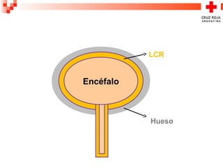 LCR
Hueso
Encéfalo
 