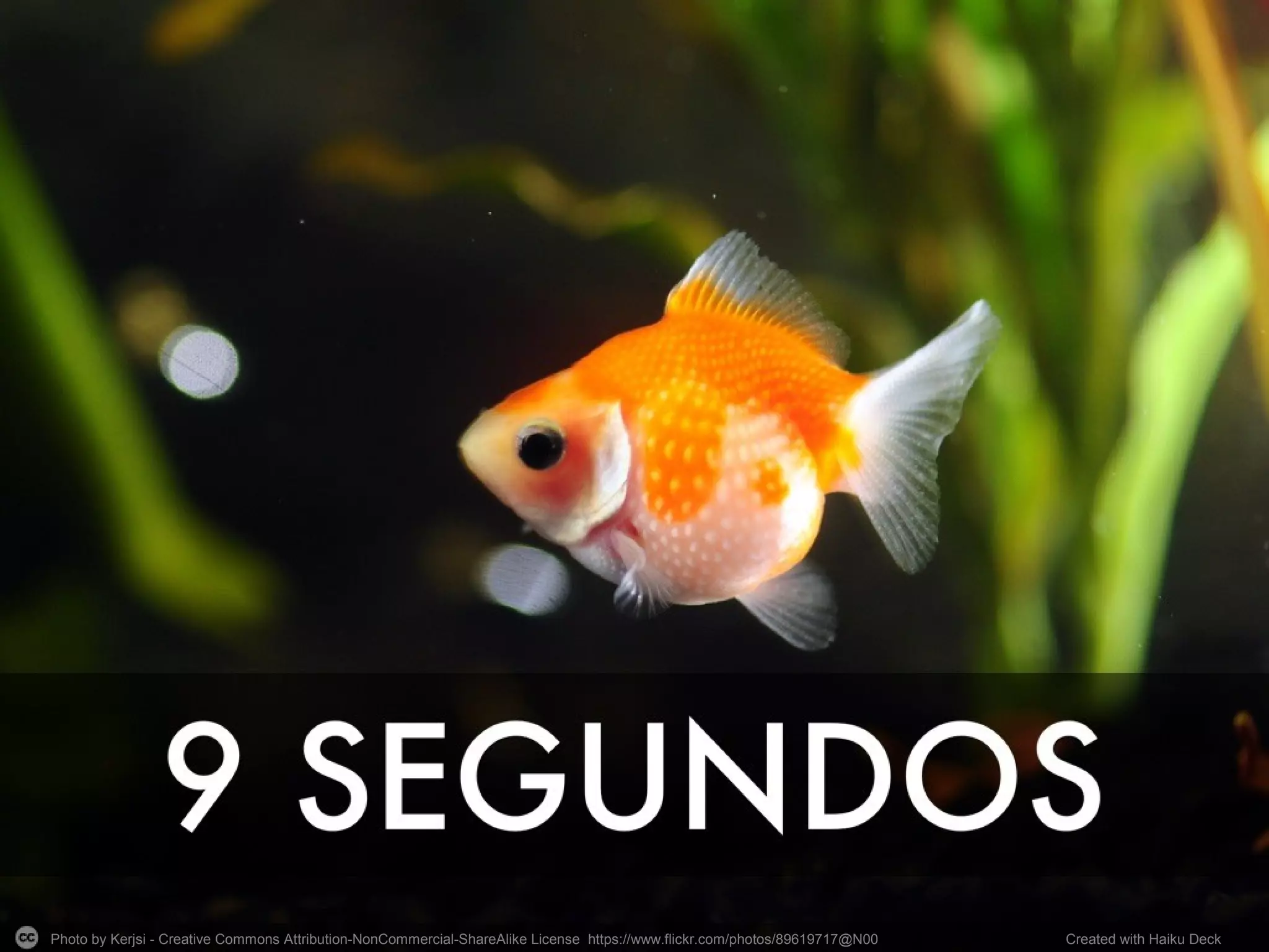 Photo by Kerjsi - Creative Commons Attribution-NonCommercial-ShareAlike License https://www.flickr.com/photos/89619717@N00 Created with Haiku Deck
 