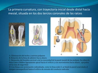 La primera curvatura, con trayectoria inicial desde distal hacia
mesial, situada en los dos tercios coronales de las raíces




A. Eliminación del techo y cuernos pulpares
B. Rotación de la fresa de adentro hacia afuera
C. Remoción del hombro cervical o de la convexidad de la pared mesial de los molares. Se coloca la
fresa Gates Glidden ligeramente apical hacia el orificio y con movimientos hacia afuera , apoyados
en la zona de seguridad
D. Con fresas con terminación redondeada, como la fresa endo Z, se bisela la pared axial desde el
margen cavosuperficial hasta el orificio de entrada del conducto radicular
 