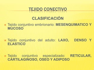 TEJIDO CONECTIVO
CLASIFICACIÓN
 Tejido conjuntivo embrionario: MESENQUIMATICO Y
MUCOSO
 Tejido conjuntivo del adulto: LAXO, DENSO Y
ELASTICO
 Tejido conjuntivo especializado: RETICULAR,
CARTILAGINOSO, OSEO Y ADIPOSO
 