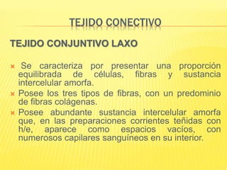 TEJIDO CONECTIVO
TEJIDO CONJUNTIVO LAXO
 Se caracteriza por presentar una proporción
equilibrada de células, fibras y sustancia
intercelular amorfa.
 Posee los tres tipos de fibras, con un predominio
de fibras colágenas.
 Posee abundante sustancia intercelular amorfa
que, en las preparaciones corrientes teñidas con
h/e, aparece como espacios vacíos, con
numerosos capilares sanguíneos en su interior.
 