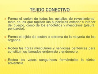 TEJIDO CONECTIVO
 Forma el corion de todos los epitelios de revestimiento,
tanto de los que tapizan las superficies exterior e interior
del cuerpo, como de los endotelios y mesotelios (pleura,
pericardio).
 Forma el tejido de sostén o estroma de la mayoría de los
órganos.
 Rodea las fibras musculares y nerviosas periféricas para
constituir los llamados endomisio y endoneuro.
 Rodea los vasos sanguíneos formándoles la túnica
adventicia.
 
