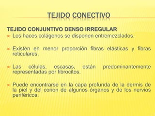 TEJIDO CONECTIVO
TEJIDO CONJUNTIVO DENSO IRREGULAR
 Los haces colágenos se disponen entremezclados.
 Existen en menor proporción fibras elásticas y fibras
reticulares.
 Las células, escasas, están predominantemente
representadas por fibrocitos.
 Puede encontrarse en la capa profunda de la dermis de
la piel y del corion de algunos órganos y de los nervios
periféricos.
 