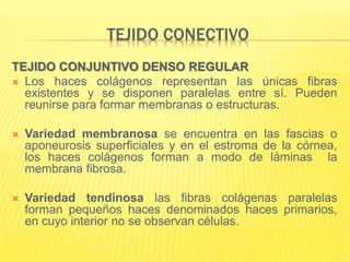 TEJIDO CONECTIVO
TEJIDO CONJUNTIVO DENSO REGULAR
 Los haces colágenos representan las únicas fibras
existentes y se disponen paralelas entre sí. Pueden
reunirse para formar membranas o estructuras.
 Variedad membranosa se encuentra en las fascias o
aponeurosis superficiales y en el estroma de la córnea,
los haces colágenos forman a modo de láminas la
membrana fibrosa.
 Variedad tendinosa las fibras colágenas paralelas
forman pequeños haces denominados haces primarios,
en cuyo interior no se observan células.
 