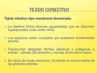 TEJIDO CONECTIVO
Tejido elástico tipo membrana fenestrada:
 La elastina forma láminas agujereadas que se disponen
superpuestas unas sobre otras.
 Los espacios estan ocupados por sustancia fundamental
amorfa.
 Transcurren delgadas fibrillas elásticas y colágenas y
existen células (fibroblastos y celulas musculares lisas).
 Se ubica de modo exclusivo, formando la túnica media de
las grandes arterias.
 