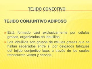 TEJIDO CONECTIVO
TEJIDO CONJUNTIVO ADIPOSO
 Está formado casi exclusivamente por células
grasas, organizadas en lobulillos.
 Los lobulillos son grupos de células grasas que se
hallan separados entre sí por delgados tabiques
del tejido conjuntivo laxo, a través de los cuales
transcurren vasos y nervios.
 