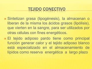 TEJIDO CONECTIVO
 Sintetizan grasa (lipogénesis), la almacenan o
liberan de la misma los ácidos grasos (lipólisis),
que vierten en la sangre, para ser utilizados por
otras células con fines energéticos.
 El tejido adiposo pardo tiene como principal
función generar calor y el tejido adiposo blanco
está especializado en el almacenamiento de
lípidos como reserva energética a largo plazo
 