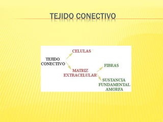 TEJIDO CONECTIVO
 