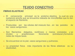 TEJIDO CONECTIVO
FIBRAS ELASTICAS
 El componente principal es la proteína elastina, la cual es una
sustancia amorfa que se encuentra rodeada de microfibrillas que le dan
el aspecto de filamento.
 Producidas por las células del músculo liso , en las paredes de
los vasos sanguíneos.
 Son filamentos delgados, rectilíneos o menos onduladas y se
dividen y anastomosan libremente (entrelazan),formando
redes de mayas laxas.
 Se encuentran en la piel, vasos sanguíneos y pulmones.
 La propiedad física más importante de las fibras elásticas es su
elasticidad.
 