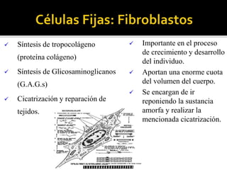  Síntesis de tropocolágeno
(proteína colágeno)
 Síntesis de Glicosaminoglicanos
(G.A.G.s)
 Cicatrización y reparación de
tejidos.
 Importante en el proceso
de crecimiento y desarrollo
del individuo.
 Aportan una enorme cuota
del volumen del cuerpo.
 Se encargan de ir
reponiendo la sustancia
amorfa y realizar la
mencionada cicatrización.
 