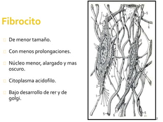 12
De menor tamaño.
Con menos prolongaciones.
Núcleo menor, alargado y mas
oscuro.
Citoplasma acidofilo.
Bajo desarrollo de rer y de
golgi.
 