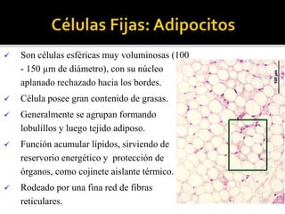  Son células esféricas muy voluminosas (100
- 150 µm de diámetro), con su núcleo
aplanado rechazado hacia los bordes.
 Célula posee gran contenido de grasas.
 Generalmente se agrupan formando
lobulillos y luego tejido adiposo.
 Función acumular lípidos, sirviendo de
reservorio energético y protección de
órganos, como cojinete aislante térmico.
 Rodeado por una fina red de fibras
reticulares.
 