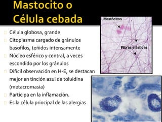 Célula globosa, grande
Citoplasma cargado de gránulos
basofilos, teñidos intensamente
Núcleo esférico y central, a veces
escondido por los gránulos
Difícil observación en H-E, se destacan
mejor en tinción azul de toluidina
(metacromasia)
Participa en la inflamación.
Es la célula principal de las alergias.
 
