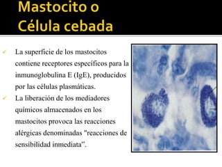  La superficie de los mastocitos
contiene receptores específicos para la
inmunoglobulina E (IgE), producidos
por las células plasmáticas.
 La liberación de los mediadores
químicos almacenados en los
mastocitos provoca las reacciones
alérgicas denominadas "reacciones de
sensibilidad inmediata”.
 