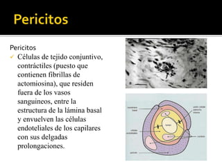 Pericitos
 Células de tejido conjuntivo,
contráctiles (puesto que
contienen fibrillas de
actomiosina), que residen
fuera de los vasos
sanguineos, entre la
estructura de la lámina basal
y envuelven las células
endoteliales de los capilares
con sus delgadas
prolongaciones.
 