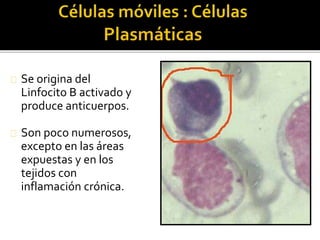 Se origina del
Linfocito B activado y
produce anticuerpos.
Son poco numerosos,
excepto en las áreas
expuestas y en los
tejidos con
inflamación crónica.
 