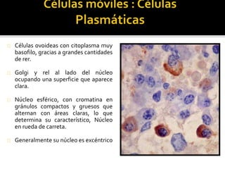 Células ovoideas con citoplasma muy
basofilo, gracias a grandes cantidades
de rer.
Golgi y rel al lado del núcleo
ocupando una superficie que aparece
clara.
Núcleo esférico, con cromatina en
gránulos compactos y gruesos que
alternan con áreas claras, lo que
determina su característico, Núcleo
en rueda de carreta.
Generalmente su núcleo es excéntrico
 