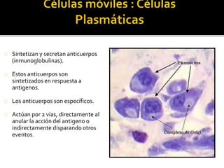 Sintetizan y secretan anticuerpos
(inmunoglobulinas).
Estos anticuerpos son
sintetizados en respuesta a
antigenos.
Los anticuerpos son específicos.
Actúan por 2 vías, directamente al
anular la acción del antigeno o
indirectamente disparando otros
eventos.
 