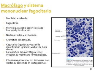 21
Motilidad ameboide.
Fagocitosis.
Morfología variable según su estado
funcional y localización.
Núcleo ovoideo y arriñonado.
Cromatina condensada.
Capacidad fagocítica ayuda en la
identificación (gránulos visibles de tinta
china)
La superficie del macrófago es muy
irregular, su membrana forma pliegues.
Citoplasma posee muchos lisosomas, que
vierten su contenido en los fagosomas
 