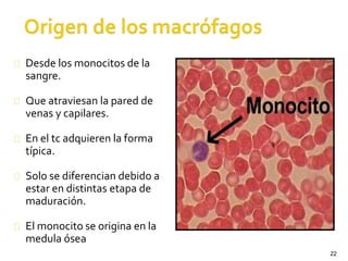 22
Desde los monocitos de la
sangre.
Que atraviesan la pared de
venas y capilares.
En el tc adquieren la forma
típica.
Solo se diferencian debido a
estar en distintas etapa de
maduración.
El monocito se origina en la
medula ósea
 