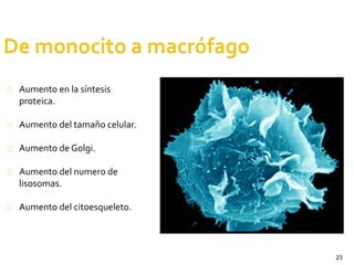 23
Aumento en la síntesis
proteica.
Aumento del tamaño celular.
Aumento de Golgi.
Aumento del numero de
lisosomas.
Aumento del citoesqueleto.
 