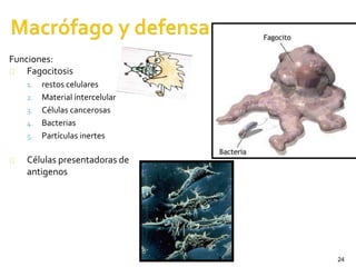 24
Funciones:
Fagocitosis
1. restos celulares
2. Material intercelular
3. Células cancerosas
4. Bacterias
5. Partículas inertes
Células presentadoras de
antigenos
 