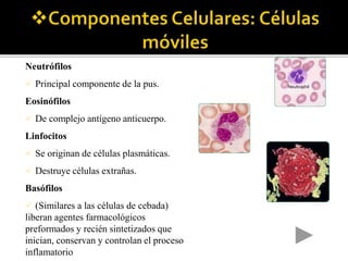 Neutrófilos
 Principal componente de la pus.
Eosinófilos
 De complejo antígeno anticuerpo.
Linfocitos
 Se originan de células plasmáticas.
 Destruye células extrañas.
Basófilos
 (Similares a las células de cebada)
liberan agentes farmacológicos
preformados y recién sintetizados que
inician, conservan y controlan el proceso
inflamatorio
 