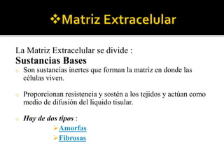 La Matriz Extracelular se divide :
Sustancias Bases
o Son sustancias inertes que forman la matriz en donde las
células viven.
o Proporcionan resistencia y sostén a los tejidos y actúan como
medio de difusión del liquido tisular.
o Hay de dos tipos :
Amorfas
Fibrosas
 