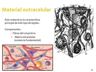 29
Este material es la característica
principal de este tipo de tejidos.
Componentes:
 Fibras del conjuntivo
 Matriz extracelular
(sustancia fundamental)
 