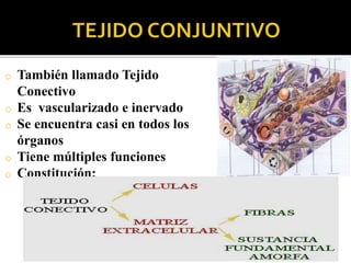 o También llamado Tejido
Conectivo
o Es vascularizado e inervado
o Se encuentra casi en todos los
órganos
o Tiene múltiples funciones
o Constitución:
 