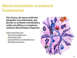 30
Gel viscoso, de macro moléculas
alargadas muy hidratadas, que
forman un armazón entrelazado y
unido a las fibras y a receptores
celulares denominados integrinas.
Esta compuesta por:
Glicosaminoglicanos
Proteoglicanos
Glicoproteínas multiadhesivas
Metaloproteinasas
 