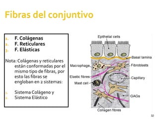 32
1. F. Colágenas
2. F. Reticulares
3. F. Elásticas
Nota: Colágenas y reticulares
están conformadas por el
mismo tipo de fibras, por
esto las fibras se
engloban en 2 sistemas:
1. Sistema Colágeno y
2. Sistema Elástico
 