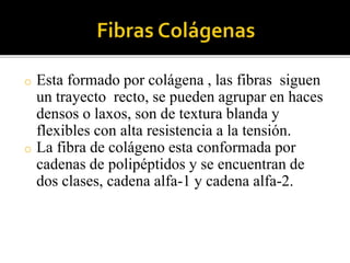 o Esta formado por colágena , las fibras siguen
un trayecto recto, se pueden agrupar en haces
densos o laxos, son de textura blanda y
flexibles con alta resistencia a la tensión.
o La fibra de colágeno esta conformada por
cadenas de polipéptidos y se encuentran de
dos clases, cadena alfa-1 y cadena alfa-2.
 