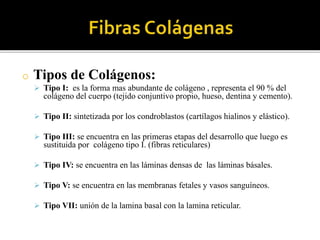 o Tipos de Colágenos:
 Tipo I: es la forma mas abundante de colágeno , representa el 90 % del
colágeno del cuerpo (tejido conjuntivo propio, hueso, dentina y cemento).
 Tipo II: sintetizada por los condroblastos (cartílagos hialinos y elástico).
 Tipo III: se encuentra en las primeras etapas del desarrollo que luego es
sustituida por colágeno tipo I. (fibras reticulares)
 Tipo IV: se encuentra en las láminas densas de las láminas básales.
 Tipo V: se encuentra en las membranas fetales y vasos sanguíneos.
 Tipo VII: unión de la lamina basal con la lamina reticular.
 