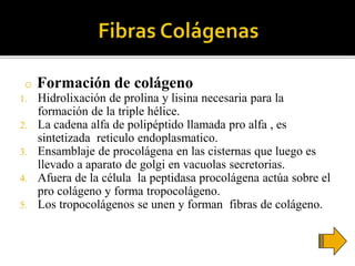 o Formación de colágeno
1. Hidrolixación de prolina y lisina necesaria para la
formación de la triple hélice.
2. La cadena alfa de polipéptido llamada pro alfa , es
sintetizada reticulo endoplasmatico.
3. Ensamblaje de procolágena en las cisternas que luego es
llevado a aparato de golgi en vacuolas secretorias.
4. Afuera de la célula la peptidasa procolágena actúa sobre el
pro colágeno y forma tropocolágeno.
5. Los tropocolágenos se unen y forman fibras de colágeno.
 