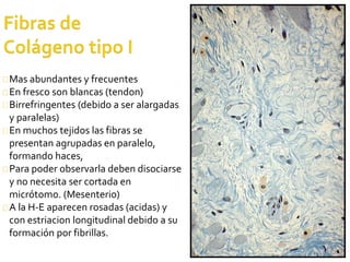 38
Mas abundantes y frecuentes
En fresco son blancas (tendon)
Birrefringentes (debido a ser alargadas
y paralelas)
En muchos tejidos las fibras se
presentan agrupadas en paralelo,
formando haces,
Para poder observarla deben disociarse
y no necesita ser cortada en
micrótomo. (Mesenterio)
A la H-E aparecen rosadas (acidas) y
con estriacion longitudinal debido a su
formación por fibrillas.
 