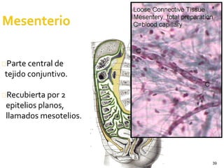 39
Parte central de
tejido conjuntivo.
Recubierta por 2
epitelios planos,
llamados mesotelios.
 