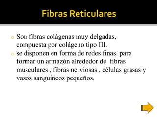 o Son fibras colágenas muy delgadas,
compuesta por colágeno tipo III.
o se disponen en forma de redes finas para
formar un armazón alrededor de fibras
musculares , fibras nerviosas , células grasas y
vasos sanguíneos pequeños.
 